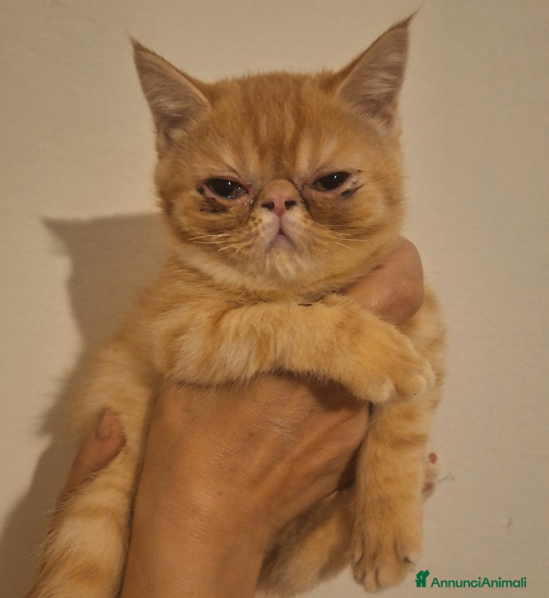Exotic Shorthair gatti in vendita: Cucciola Exotic Shorthair Red Tabby a Provincia di Modena - Immagine 2