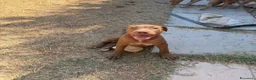 Pitbull cani in vendita: Cuccioli American Pitbull Terrier - Annuncio 6