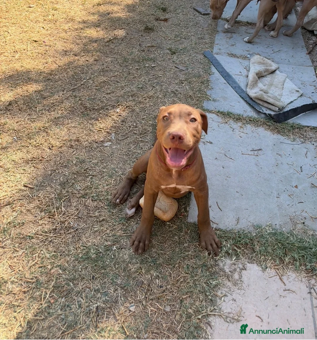 Pitbull cani in vendita: Cuccioli American Pitbull Terrier - Annuncio 6