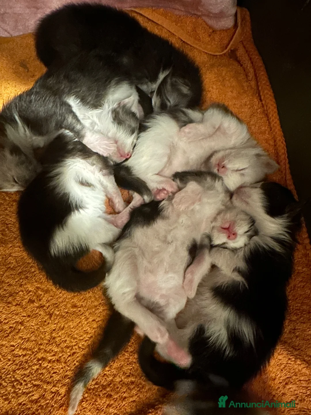 Maine Coon gatti in vendita: Mainecoon a Città Metropolitana di Venezia - Annuncio 2