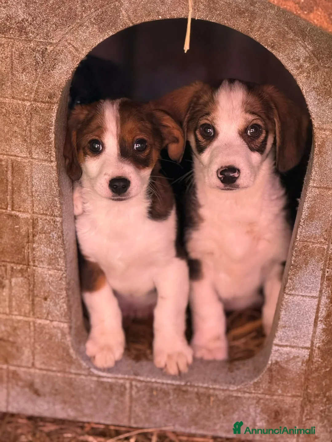 Meticcio cani in regalo: TANTI CUCCIOLI TAGLIA PICCOLA!! Dolcissimi! - Annuncio 7