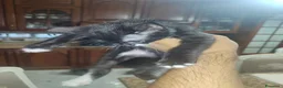 Meticcio gatti in regalo: Regalo Gattini a Città Metropolitana di Napoli - Annuncio 12