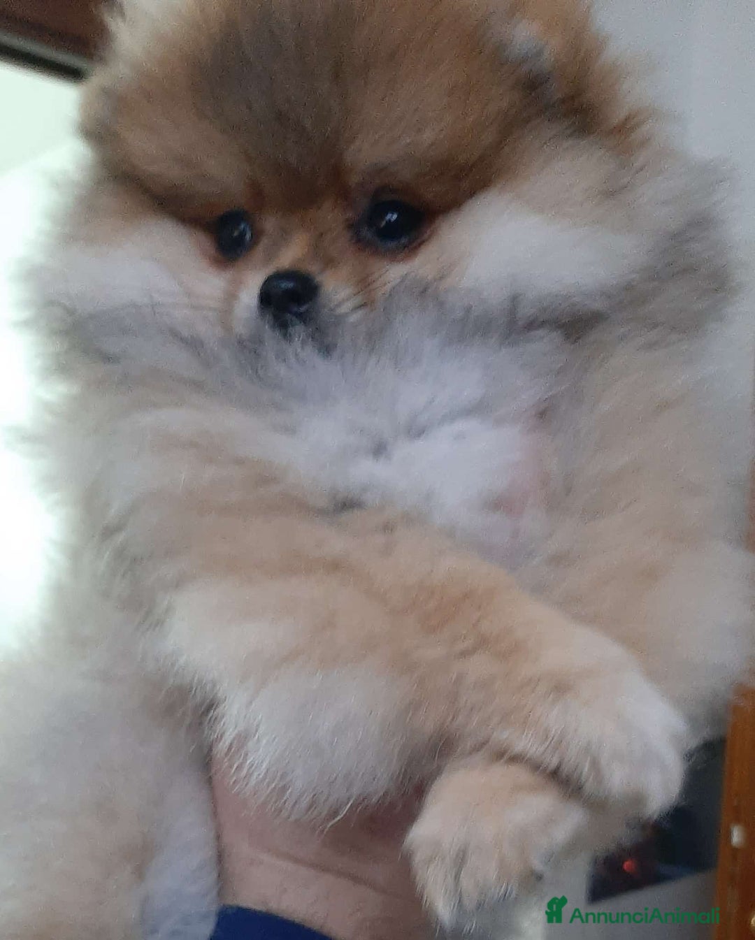 Spitz cani in vendita: Spitz tedesco nano - Annuncio 8