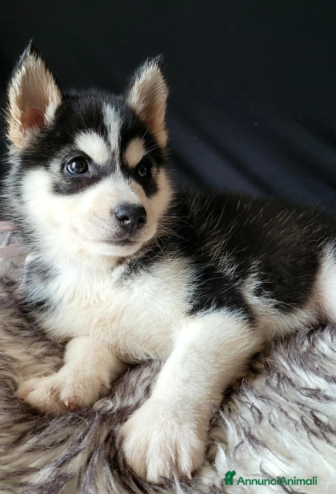 Husky cani in vendita: SIBERIAN HUSKY CUCCIOLATA CON PEDIGREE  - Annuncio 2