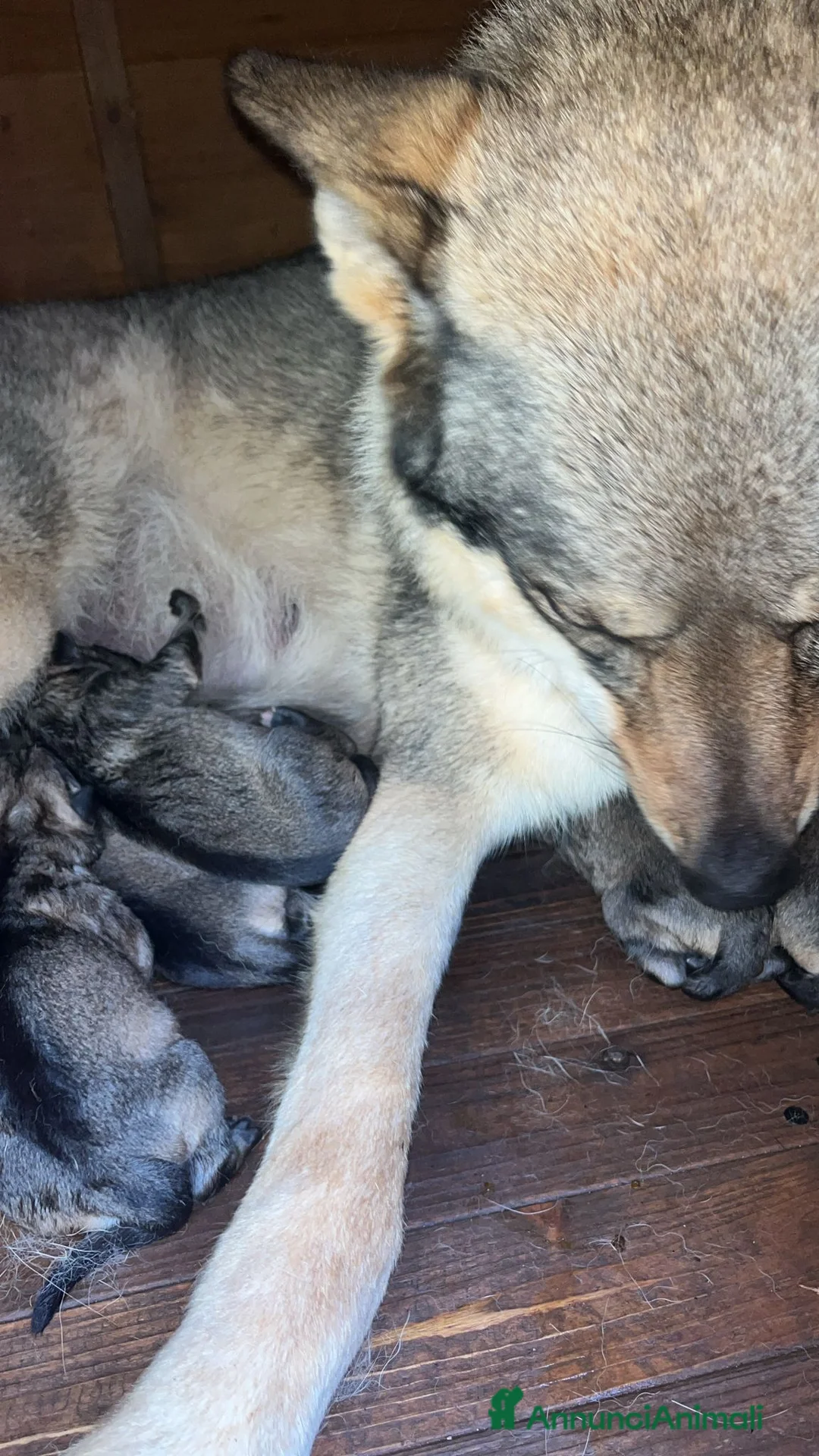 Lupo Cecoslovacco cani in vendita: Cuccioli lupo cecoslovacco  - Annuncio 2