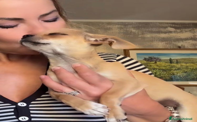 Chihuahua cani a Città metropolitana di Roma Capitale - Annuncio 3