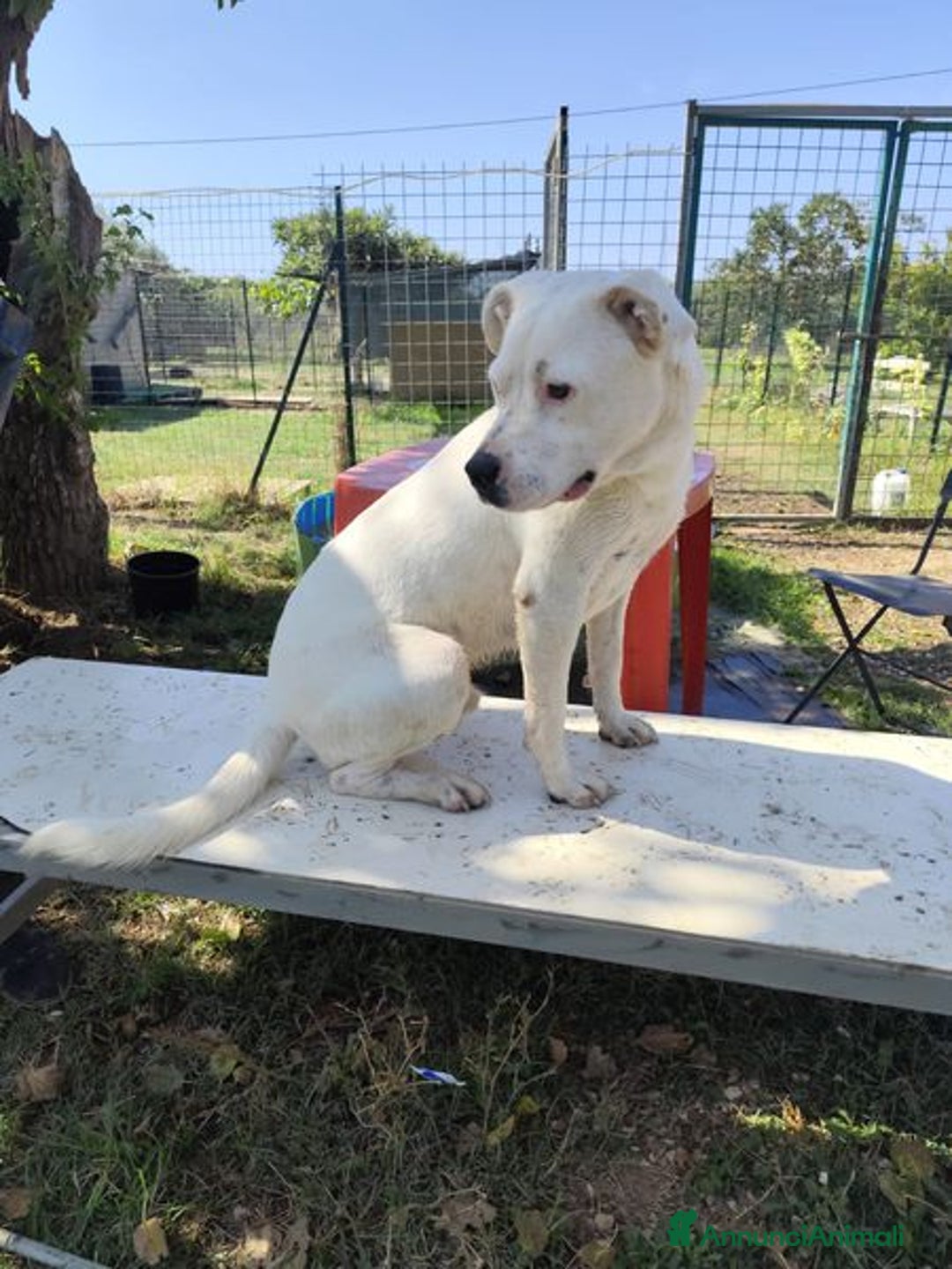 Meticcio cani in regalo: SIMBA simil Staffordshire Bull Terrier - Annuncio 1