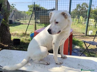 Meticcio cani SIMBA simil Staffordshire Bull Terrier - Annuncio 1