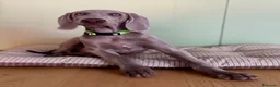 Weimaraner cani in vendita: Cucciolo di Weimaraner - Annuncio 2