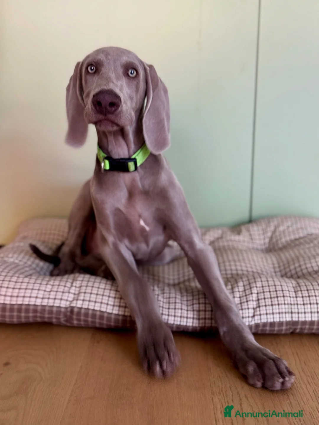 Weimaraner cani in vendita: Cucciolo di Weimaraner - Annuncio 2