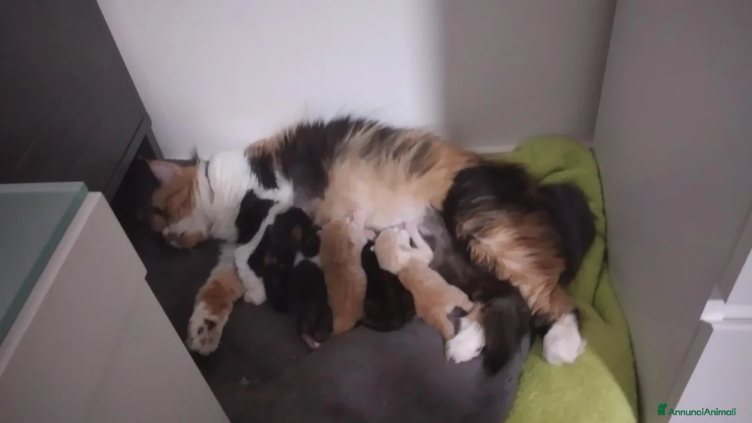 Scottish gatti in vendita: 5 cuccioli scottish  - Annuncio 1