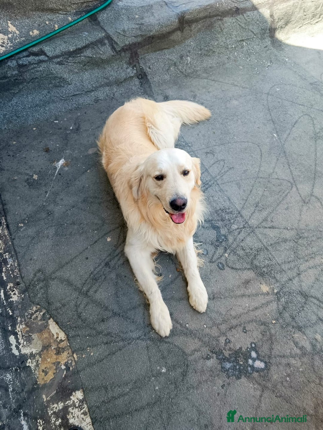 Golden Retriever cani in regalo: Max, una meraviglia di Golden Retreiver - Annuncio 3