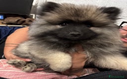 Wolfspitz cani in vendita: Cuccioli Wolfspitz/Keeshond a Provincia di Como - Immagine 2