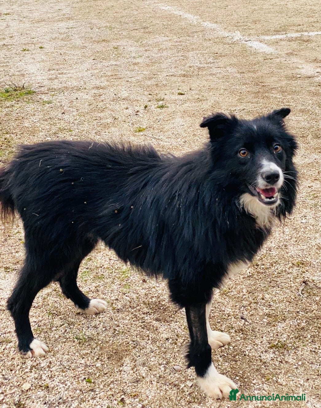 Border Collie cani Maschio 1 anno e mezzo vaccinato  - Annuncio 2