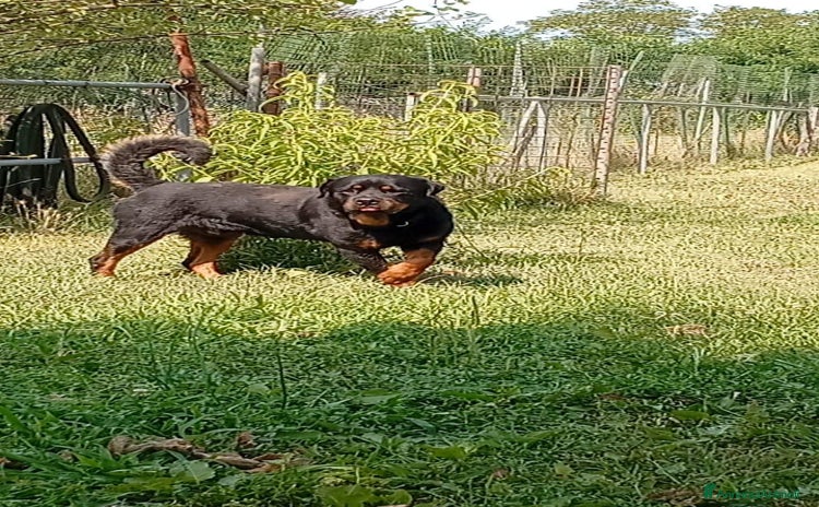 Rottweiler cani a Città Metropolitana di Genova - Annuncio 2