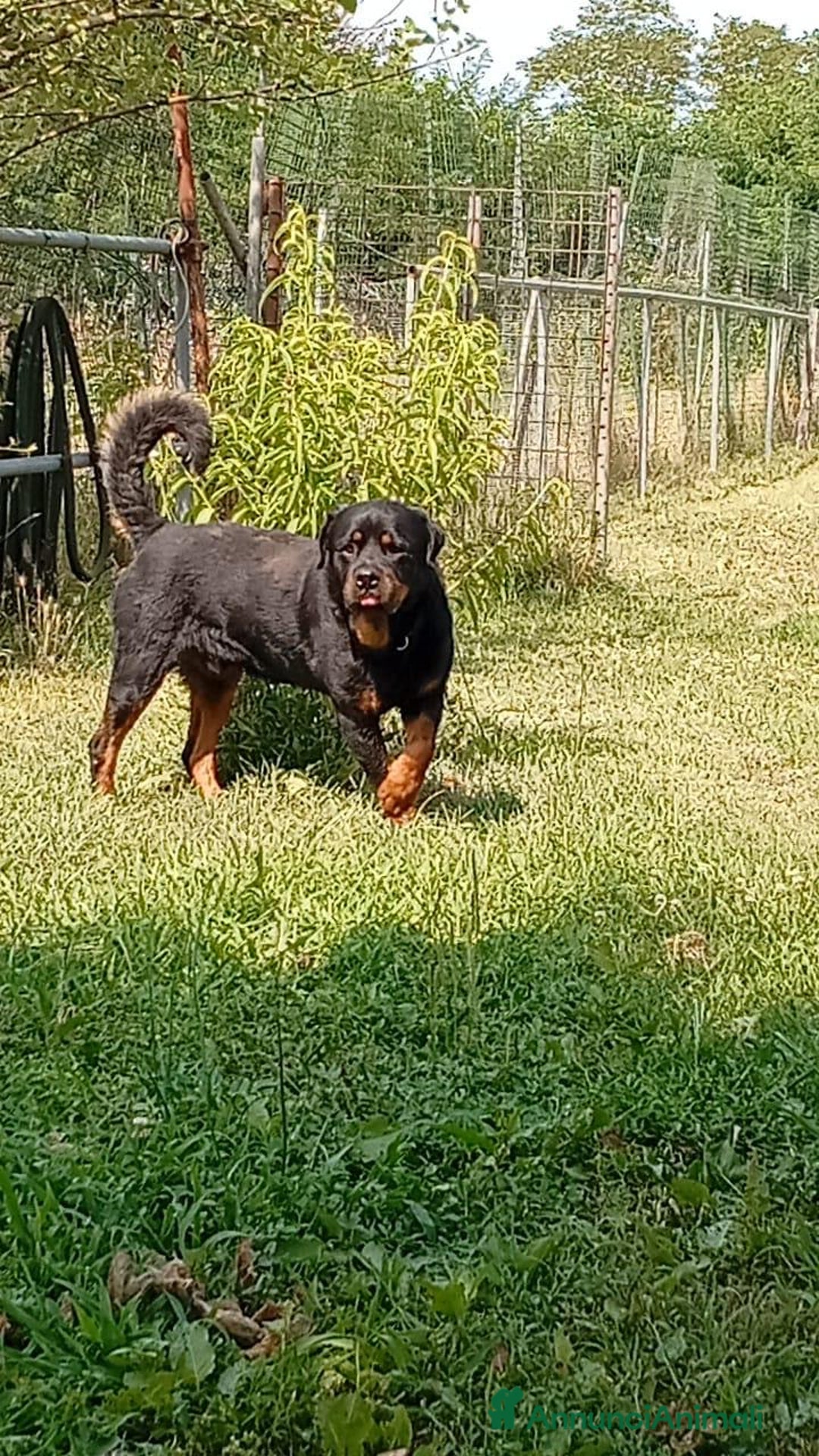 Rottweiler cani in regalo: Ares: 5 anni, Rottweiler equilibrato, socievole  a Città Metropolitana di Genova - Immagine 2