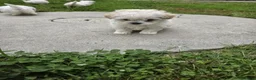 Maltese cani in vendita: Maltese  - Annuncio 11