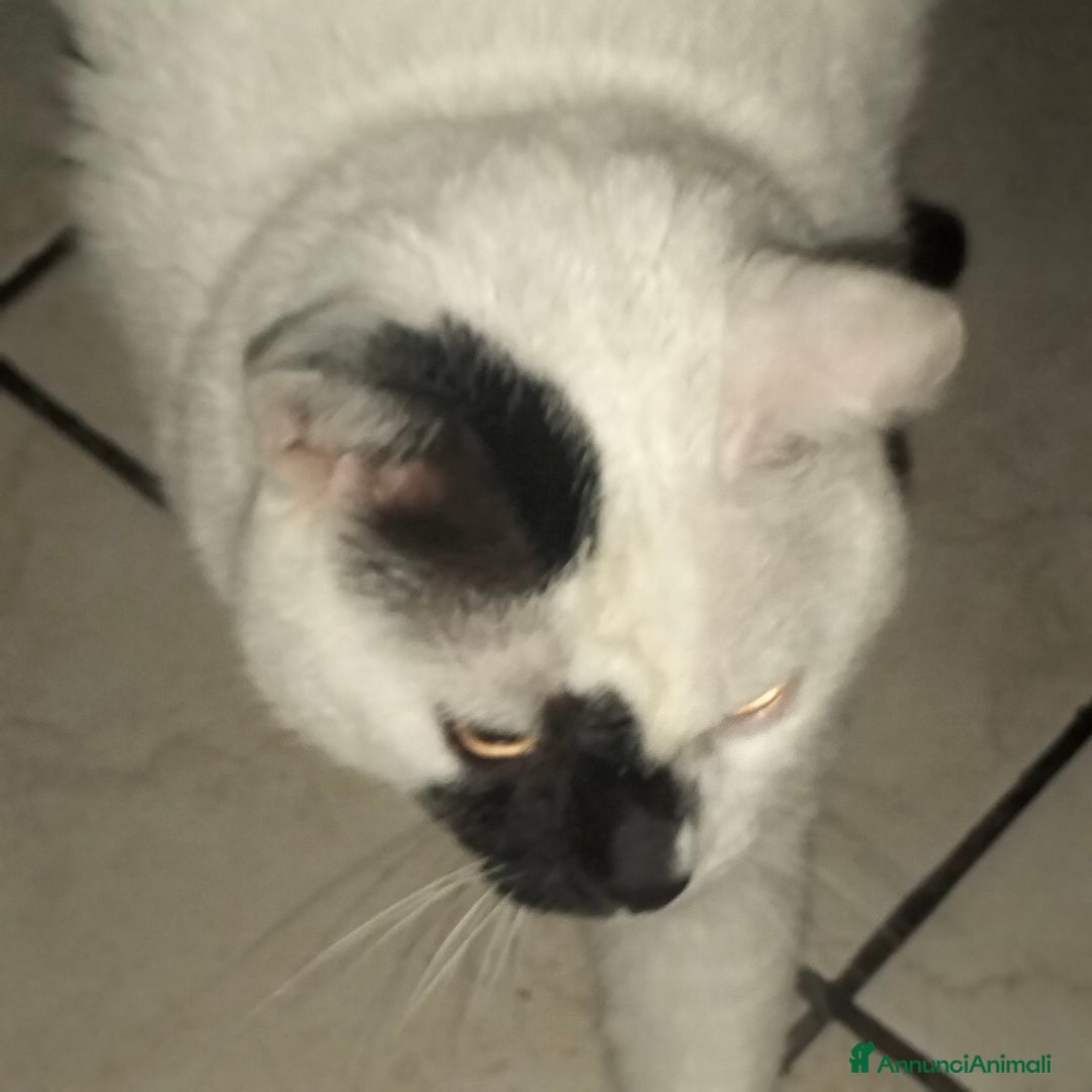 Meticcio gatti in regalo: Regalo gatto  - Annuncio 4