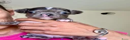 Chihuahua cani in vendita: Chihuahua cuccioli - Annuncio 18