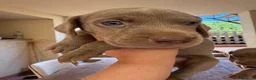 Weimaraner cani in vendita: Cuccioli di Weimaraner per ENCI – Disponibili a Libero consorzio comunale di Trapani - Annuncio 4