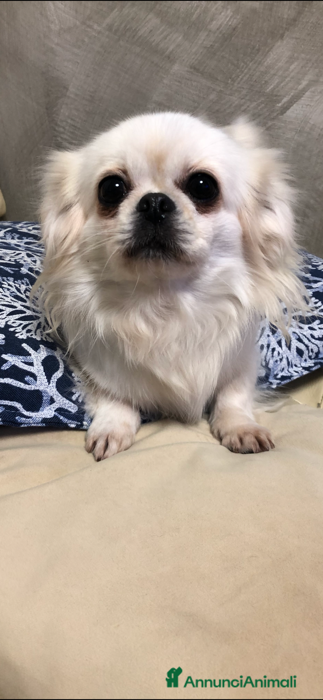 Chihuahua cani in vendita: Chihuahua femmina a pelo lungo  - Annuncio 12