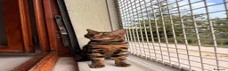 Bengala gatti in vendita: Bengala  - Annuncio 4