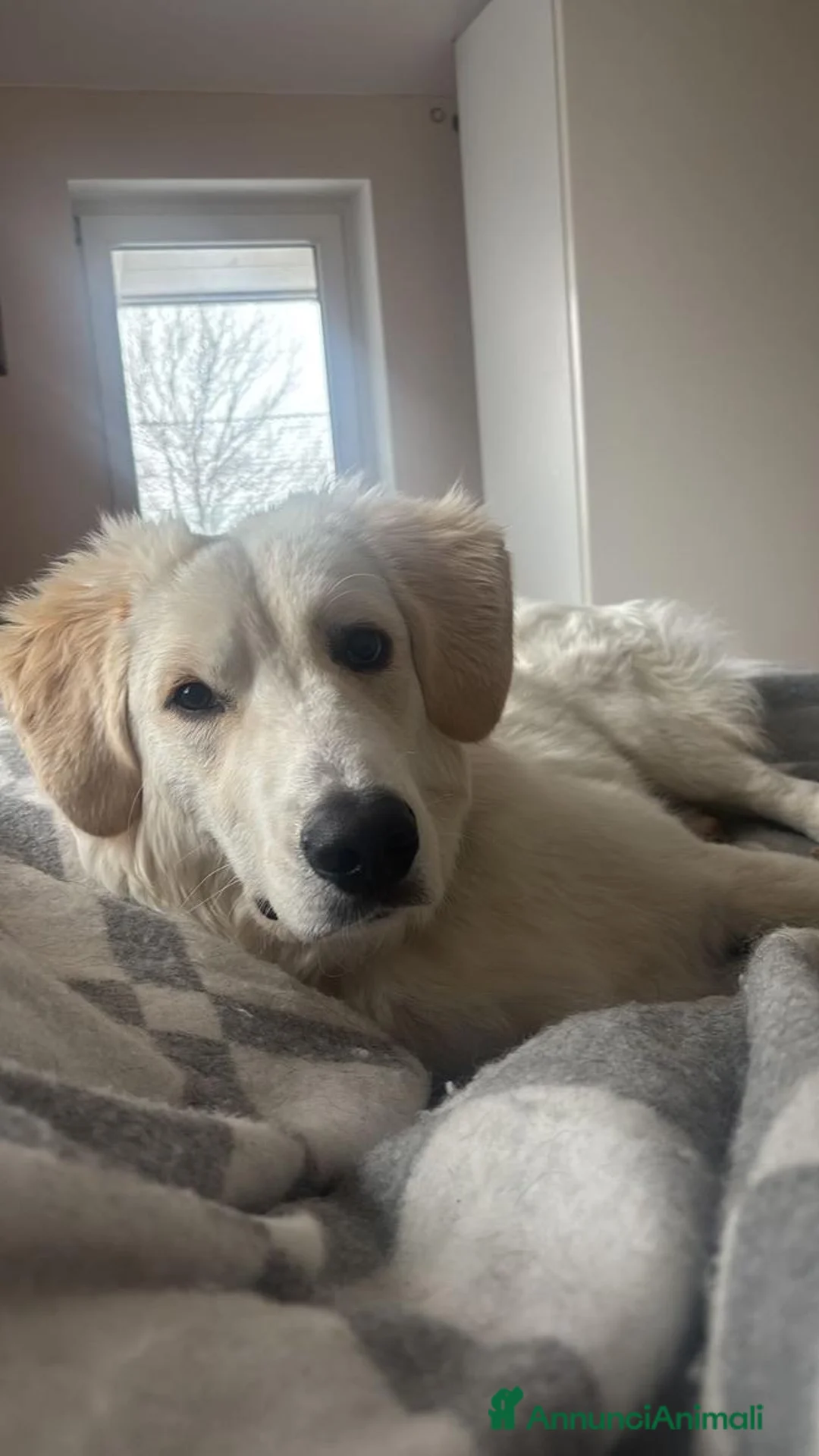 Meticcio cani in regalo: Paula: cucciolona socievole equilibrata  - Annuncio 5