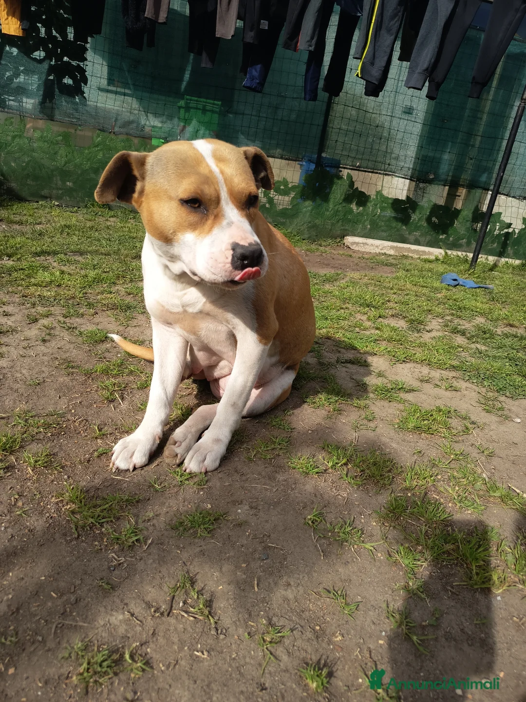 American Staffordshire cani in vendita: Cuccioli Amstaff Rovigo  - Annuncio 12