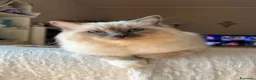 Ragdoll gatti in vendita: Cuccioli Ragdoll disponibili a Città metropolitana di Messina - Annuncio 3