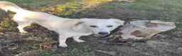 Meticcio cani in regalo: Clara, coccolona e giocherellona - Annuncio 4