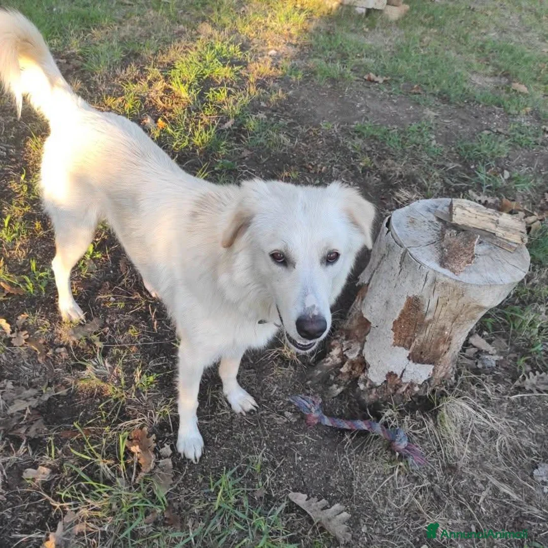 Meticcio cani in regalo: Clara, coccolona e giocherellona - Annuncio 4