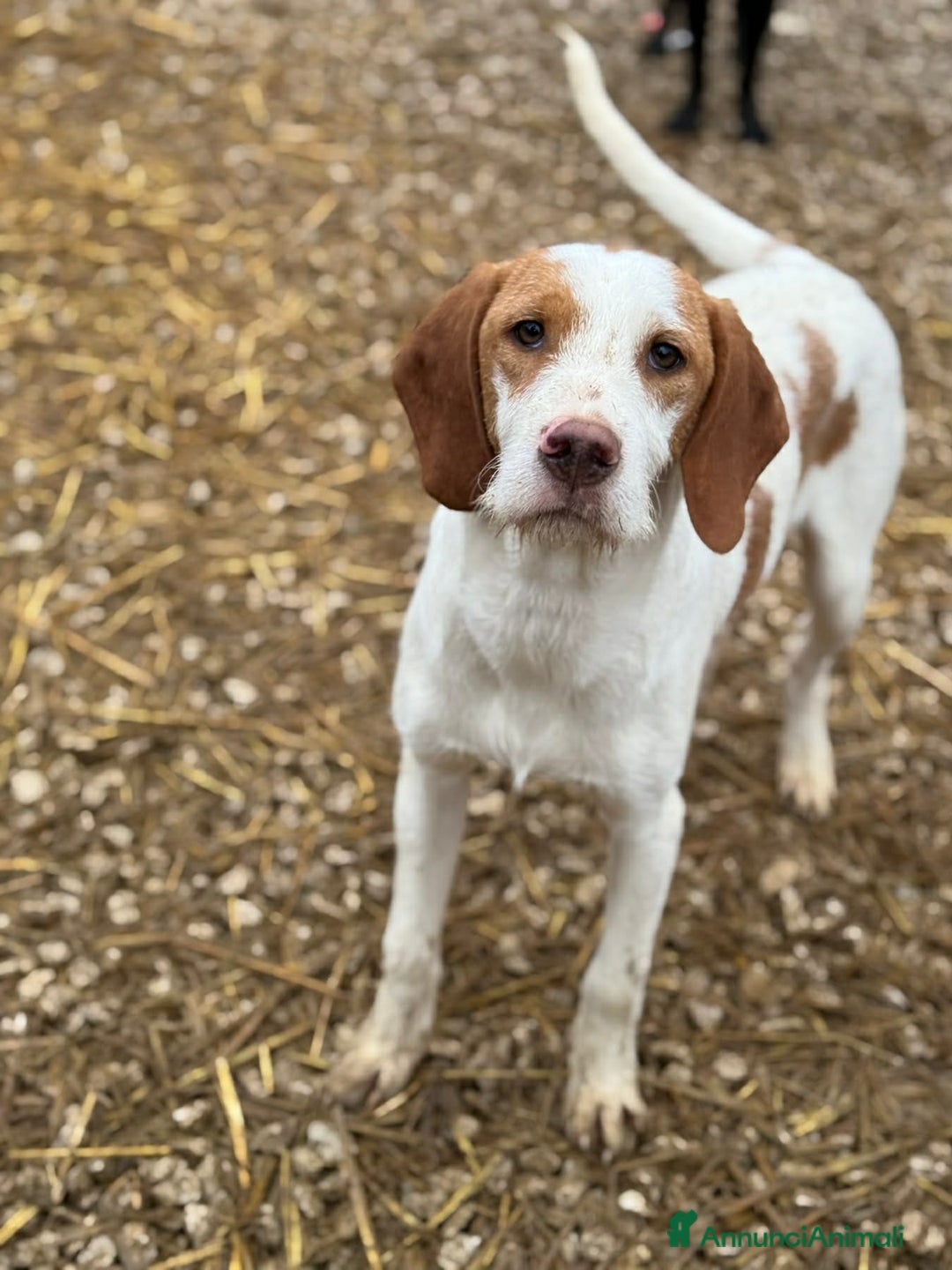 Meticcio cani in regalo: LEON, dolcissimo cucciolone baffuto! Cerca casa - Annuncio 5