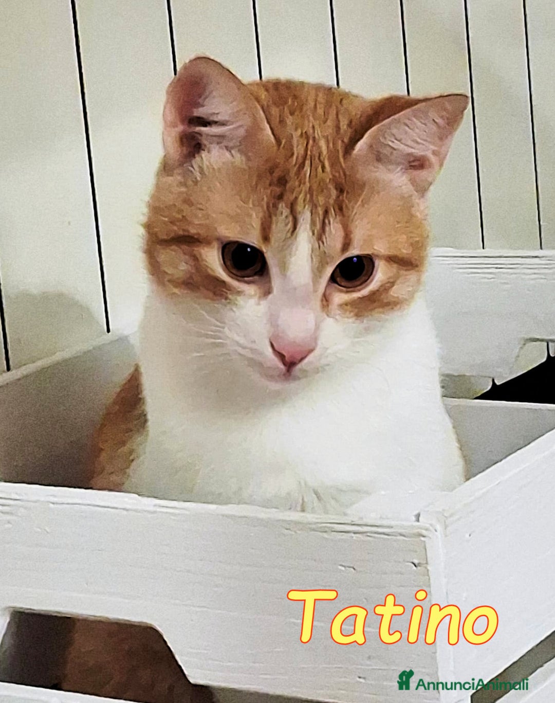 Europeo gatti in regalo:  Mimmo e Tatino  una deliziosa coppia di gattini - Annuncio 4