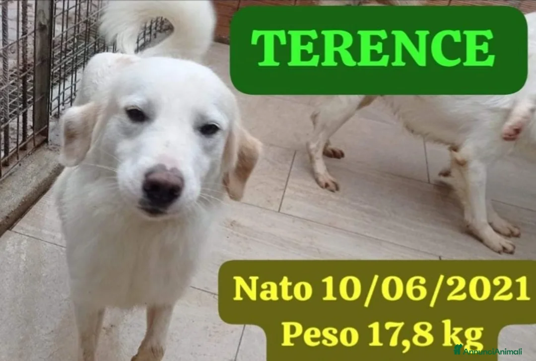 Meticcio cani in regalo: Fratello/sorella 4anni tg media bellissimi CALABRI - Annuncio 2