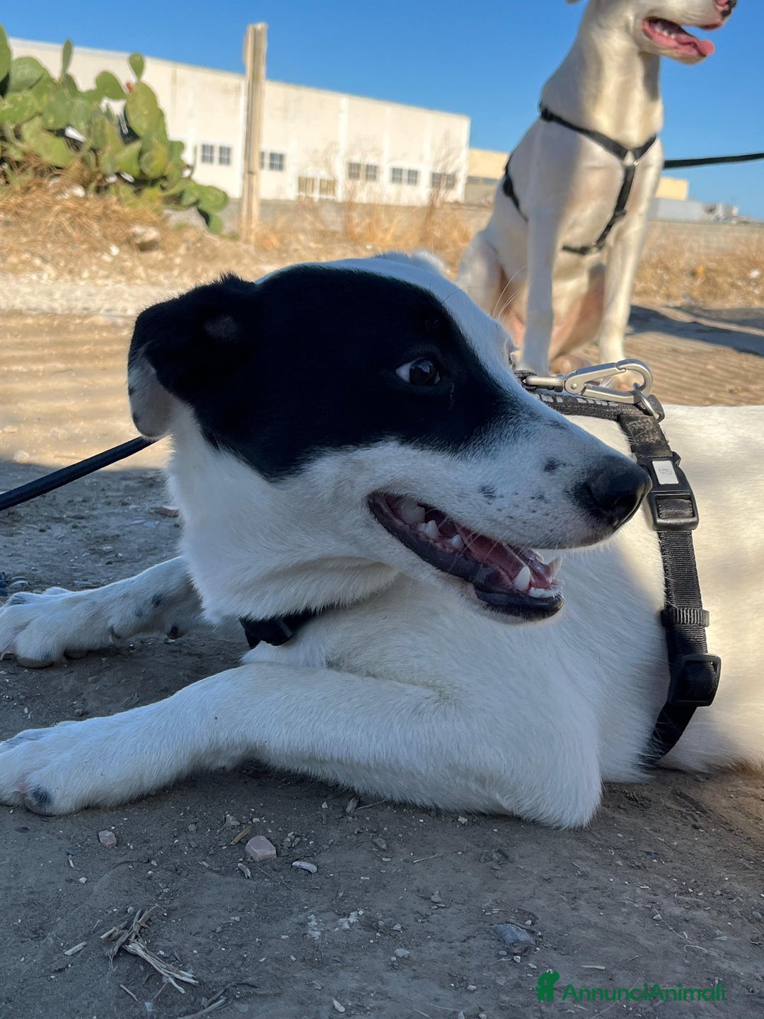 Altre razze cani in regalo: Chloe - 6 mesi - Dolce e Affettuosa - Annuncio 3