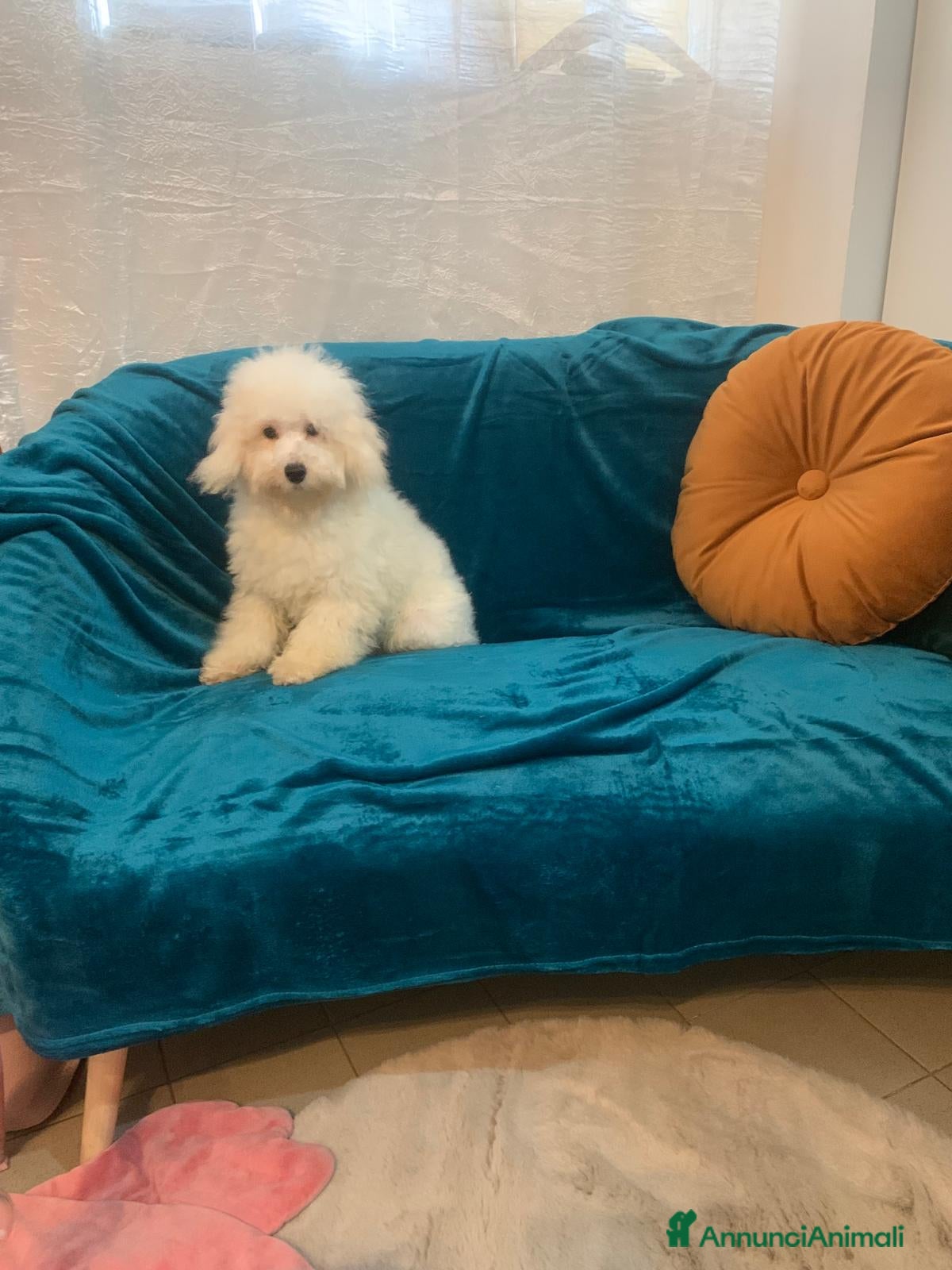 Barboncino cani Barboncini Marroni , Bianchi e Neri con Pedigree - Annuncio 2