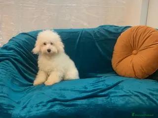 Barboncino cani Barboncini Marroni , Bianchi e Neri con Pedigree - Annuncio 12