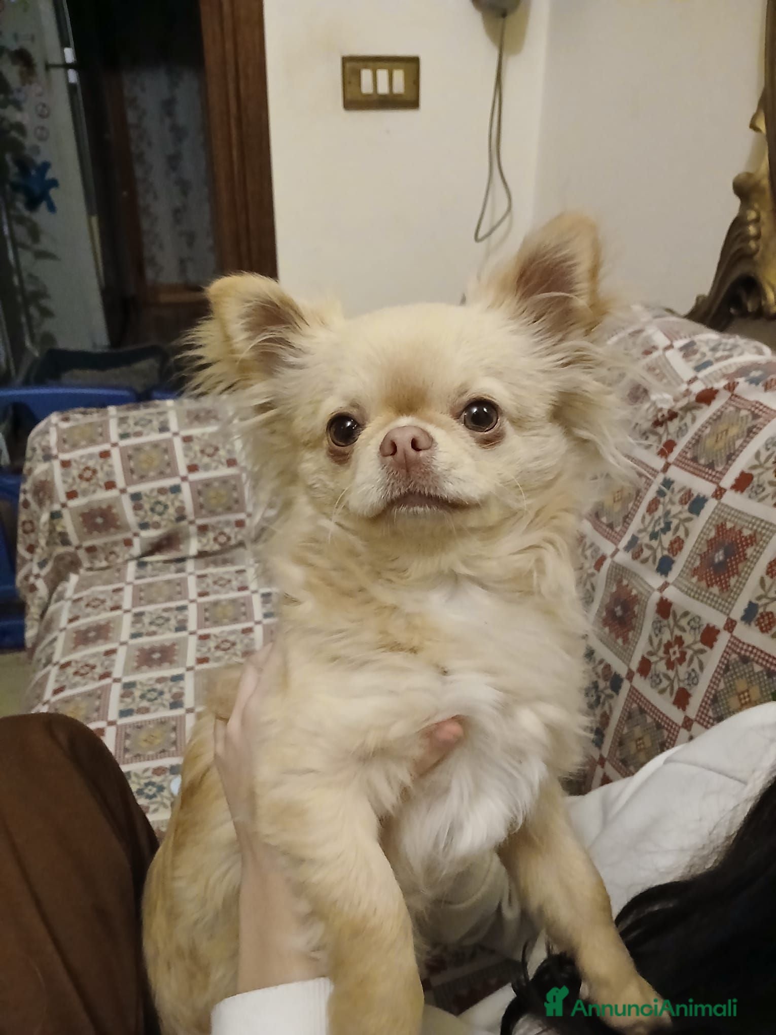 Chihuahua cani Chihuahua  - Annuncio 30