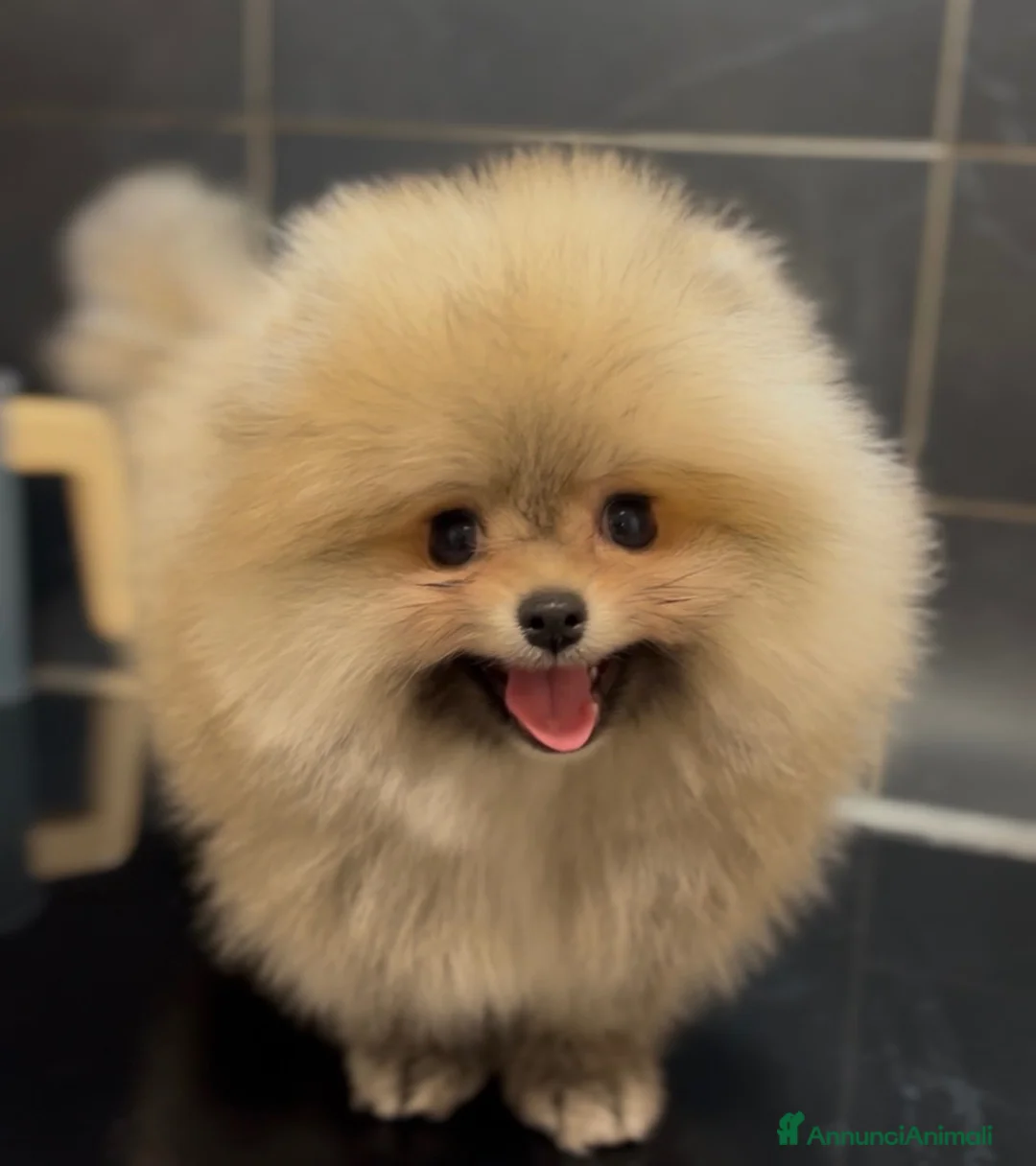 Spitz cani in vendita: Spitz Pomerania nano  - Annuncio 2