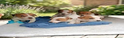 Jack Russell cani in vendita: Cuccioli jack russell - Annuncio 2