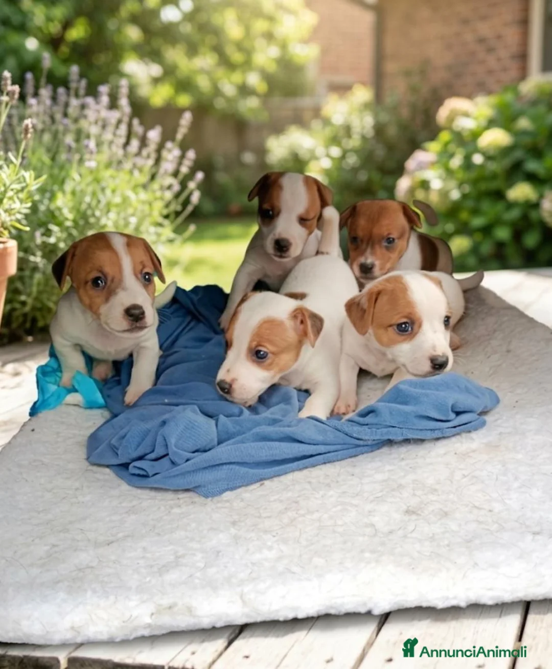 Jack Russell cani in vendita: Cuccioli jack russell - Annuncio 2