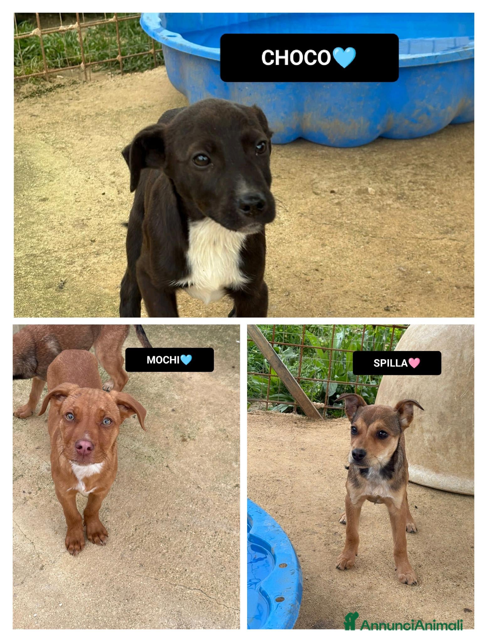 Meticcio cani CHOCO, MOCHI E SPILLA, - Annuncio 29