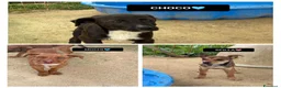 Meticcio cani in regalo: CHOCO, MOCHI E SPILLA, - Annuncio 1