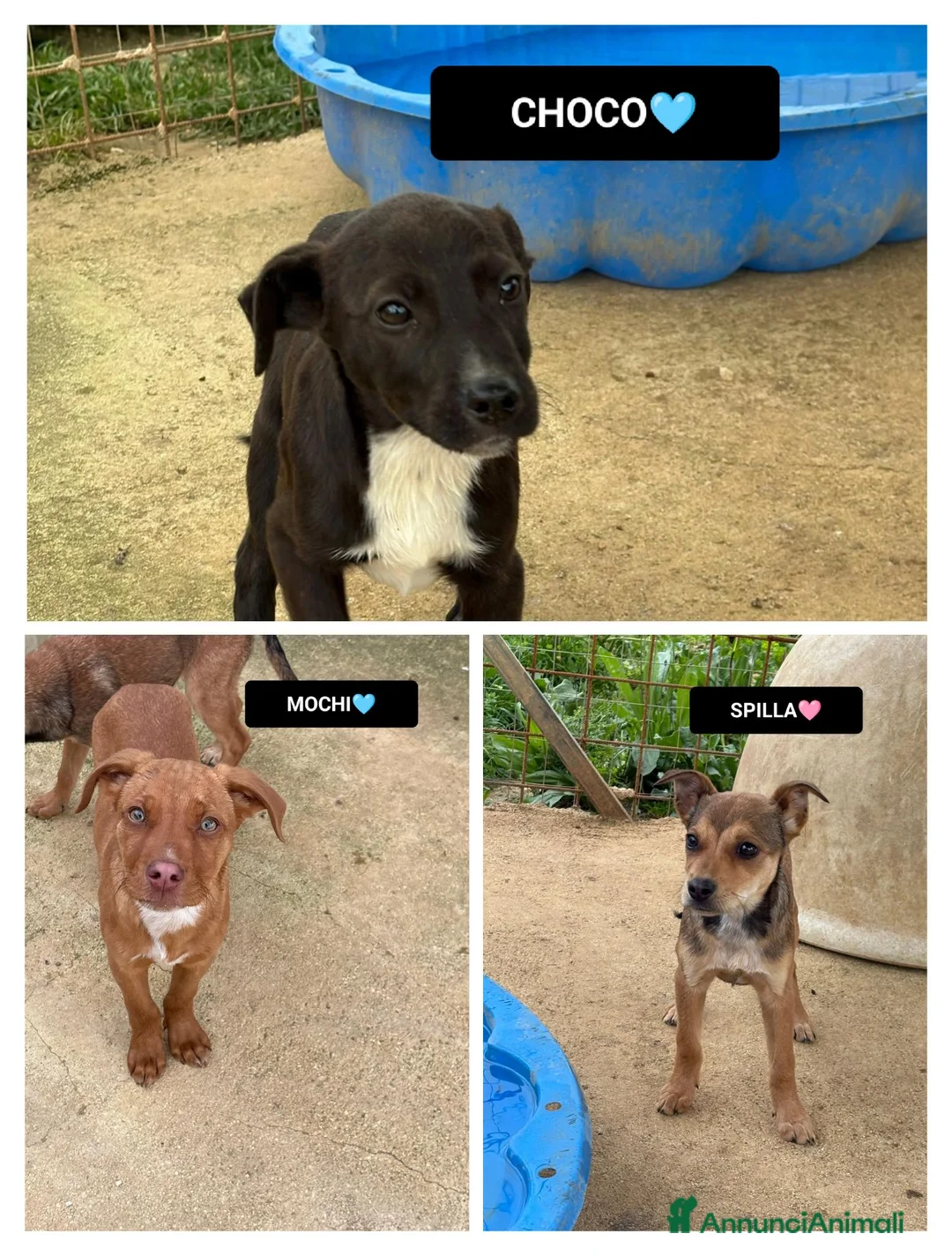 Meticcio cani in regalo: CHOCO, MOCHI E SPILLA, - Annuncio 1