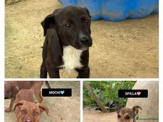 Meticcio cani CHOCO, MOCHI E SPILLA, - Annuncio 29