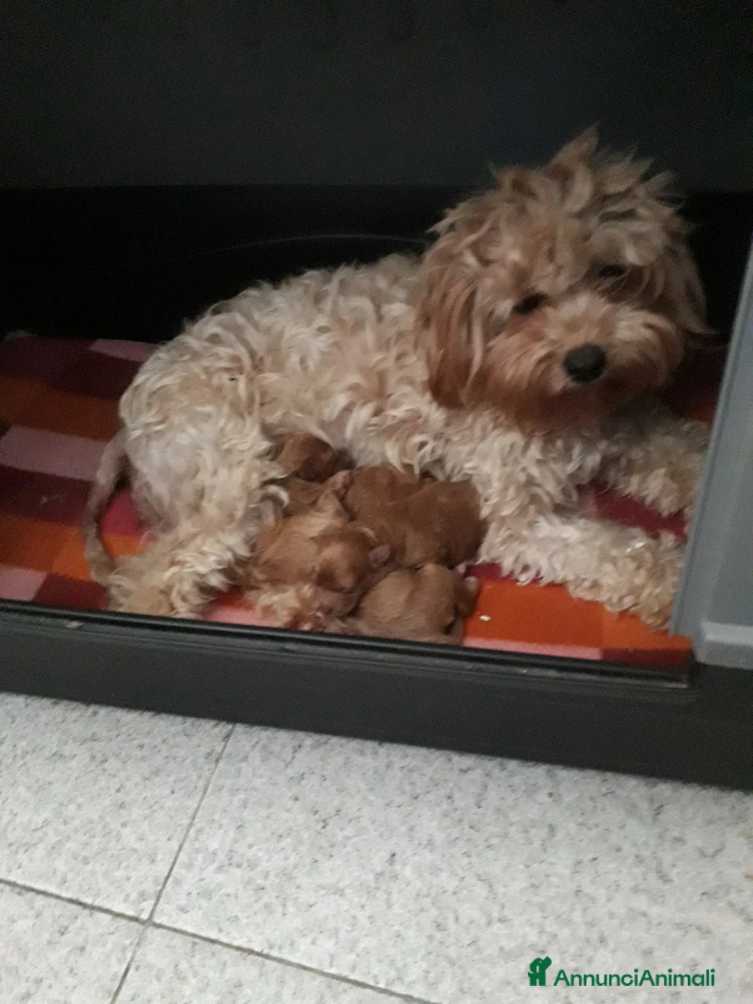 Maltipoo cani in vendita: Maltipo  - Annuncio 5