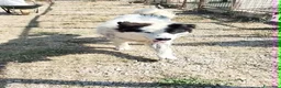 Meticcio cani in regalo: Giulio Cesare spettacolo in adozione  - Annuncio 4