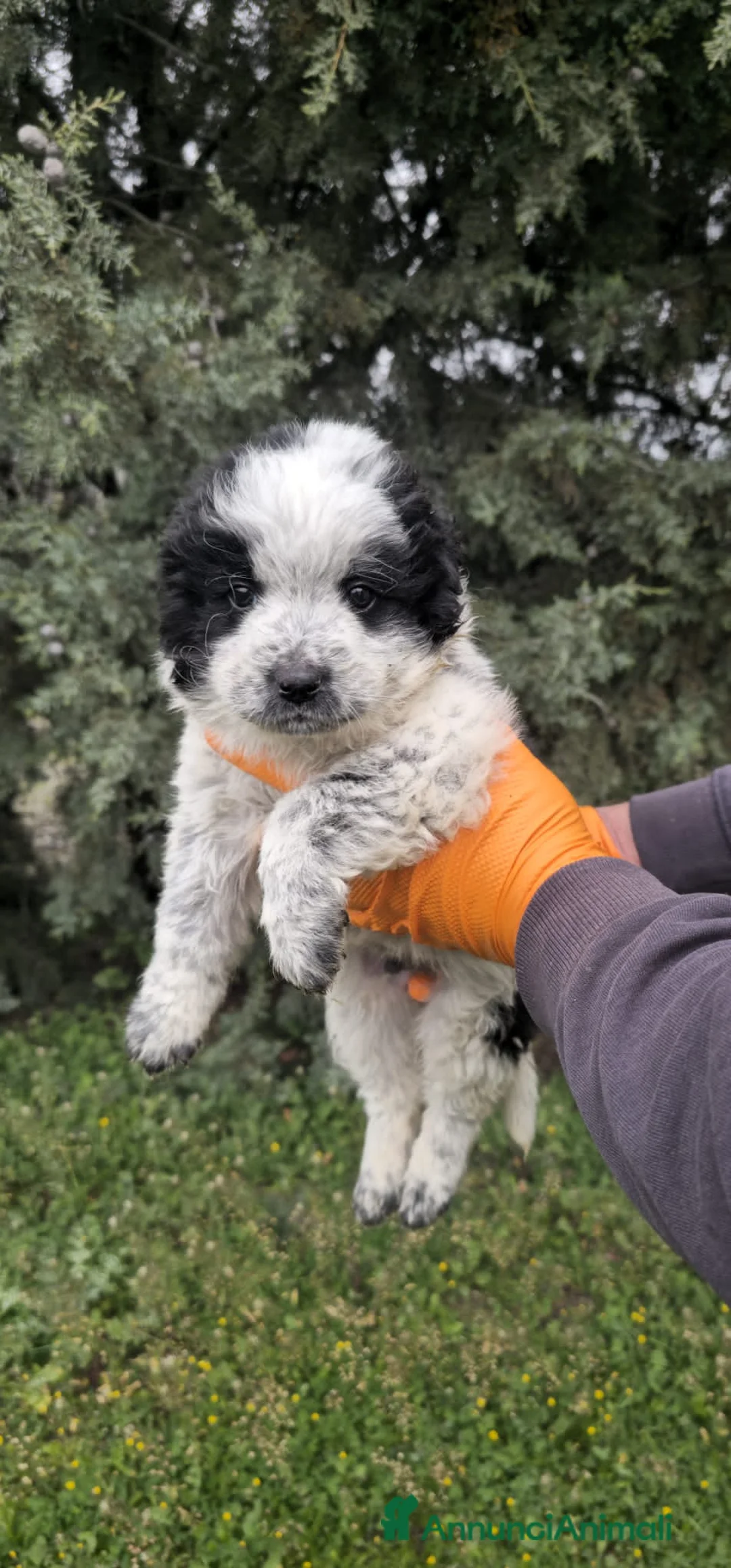 Meticcio cani in regalo: amilcare - Annuncio 2