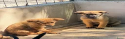 Meticcio cani in regalo: Lea e Rose a Provincia di Bergamo - Annuncio 4