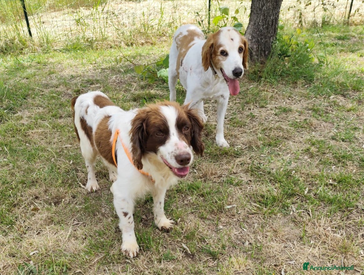 Breton cani BACO breton di 3 anni  - Annuncio 8